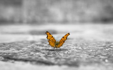 Kaiserschild Lectures zu Biodiversität in der Stadt